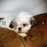 شیتزو سوپر فلت