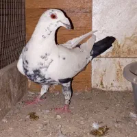 چیل نرمست مست