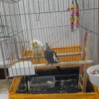 فروش عروس یک جفت عروس هلندی