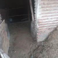 کود حیوانی|لوازم جانبی حیوانات|بناب, |دیوار