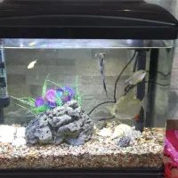 آکواریوم|ماهی|رشت, باهنر|دیوار