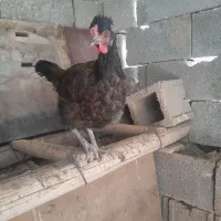 مرغ وخروس ریشی چهل تاج|حیوانات مزرعه|شیراز, دودمان|دیوار