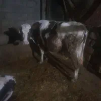 گاو|حیوانات مزرعه|چگنی, |دیوار