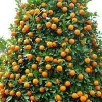 خریدار نارنگی نارنج نارنج