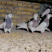 فقط طوقی جفتی 1تومن