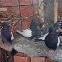 دوجفت سینه سیاه