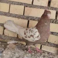 کبوتر رنگی ماده