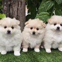 پامرانین ۳ قلاده پسر