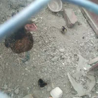 مرغ با جوجه