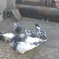 کفتر کله دم