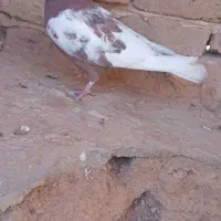 کفتر کله دم سیاه