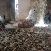 گرگی نر|پرنده|نورآباد, |دیوار