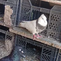 کبوتر طوقی