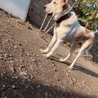 سگ آلابای اصل|سگ|گنبد کاووس, |دیوار