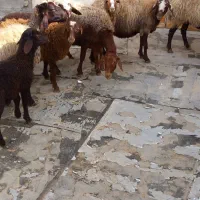 میشو بره