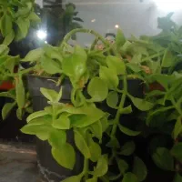 گل یشم|گل و گیاه طبیعی|خرمدره, |دیوار