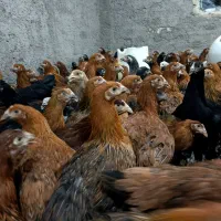 فروش ویژه مرغ جوان بومی گلپایگانی مخصوص تخمگذاری|حیوانات مزرعه|کاشان, خرمدشت|دیوار