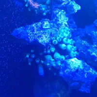 آکواریوم آبشور فروش|ماهی|شهریار, دهشاد بالا|دیوار