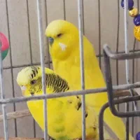 مرغ عشق انگلیسی یک جفت و یک ماده|پرنده|هشتگرد, فاز ۳ مهستان|دیوار