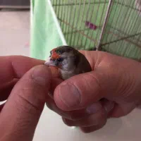 سهره ماده داغ سر