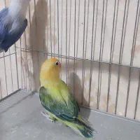 طوطی برزیلی|پرنده|زاهدان, |دیوار