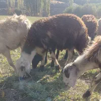 گوسفند.قوچ|حیوانات مزرعه|سیلاخور, |دیوار