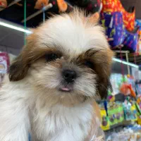 شیتزو سوپر فلت|سگ|رشت, لاکانی|دیوار