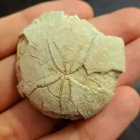 یافت شده در منطقه ای از دوره هخامنشیان