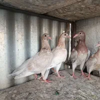 جوجه کوهی