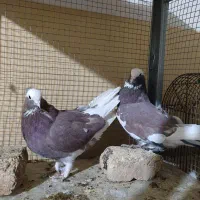 کبوتر حیوانات