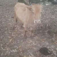 یک.عددلیشه ۴.وقت آرام خوش نسل .واکسن تب برفکی زدم