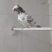 کفتر|پرنده|سبزوار, امام خمینی (ناوی)|دیوار