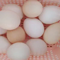 تخم مرغ محلی ارگانیک