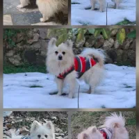 پامر اشپیتز نر ۱ ساله