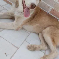 سگ نژاد هاسکی