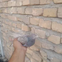 کبوتر نر