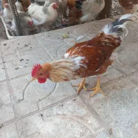 فروش خروس برهما