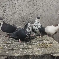 4تا ماده چپ وساده افشون|پرنده|تربت‌حیدریه, حاجی یار‎|دیوار