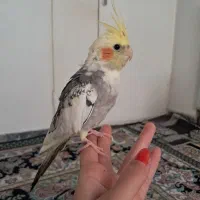 یک عدد عروس هلندی سخنگو