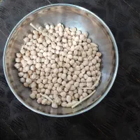 نخود کرمانشاه بذر. عادل