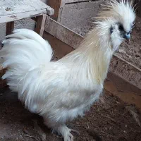 خروس ابریشمی/پنبه ای کوپال/معاوضه/فروش