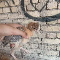 فروش جوجه 40روزه