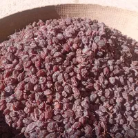 کشمش افتابی بیدانه درشت و گوشتی|خوردنی و آشامیدنی|اقبالیه, |دیوار