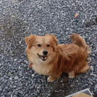 سگ شیتزو پاپی