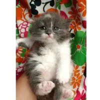 گربه بریتیش بلو پرشی