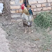 خروس
