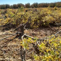 درخت الوچه برای زغال