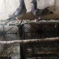 کفتر پلاکی اصلی