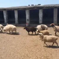 گوسفند