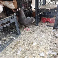 صرب درجه یک|پرنده|خرمشهر, |دیوار